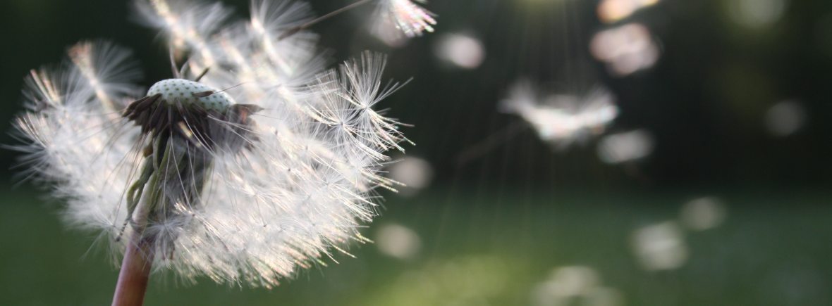 dandelion-seed-image